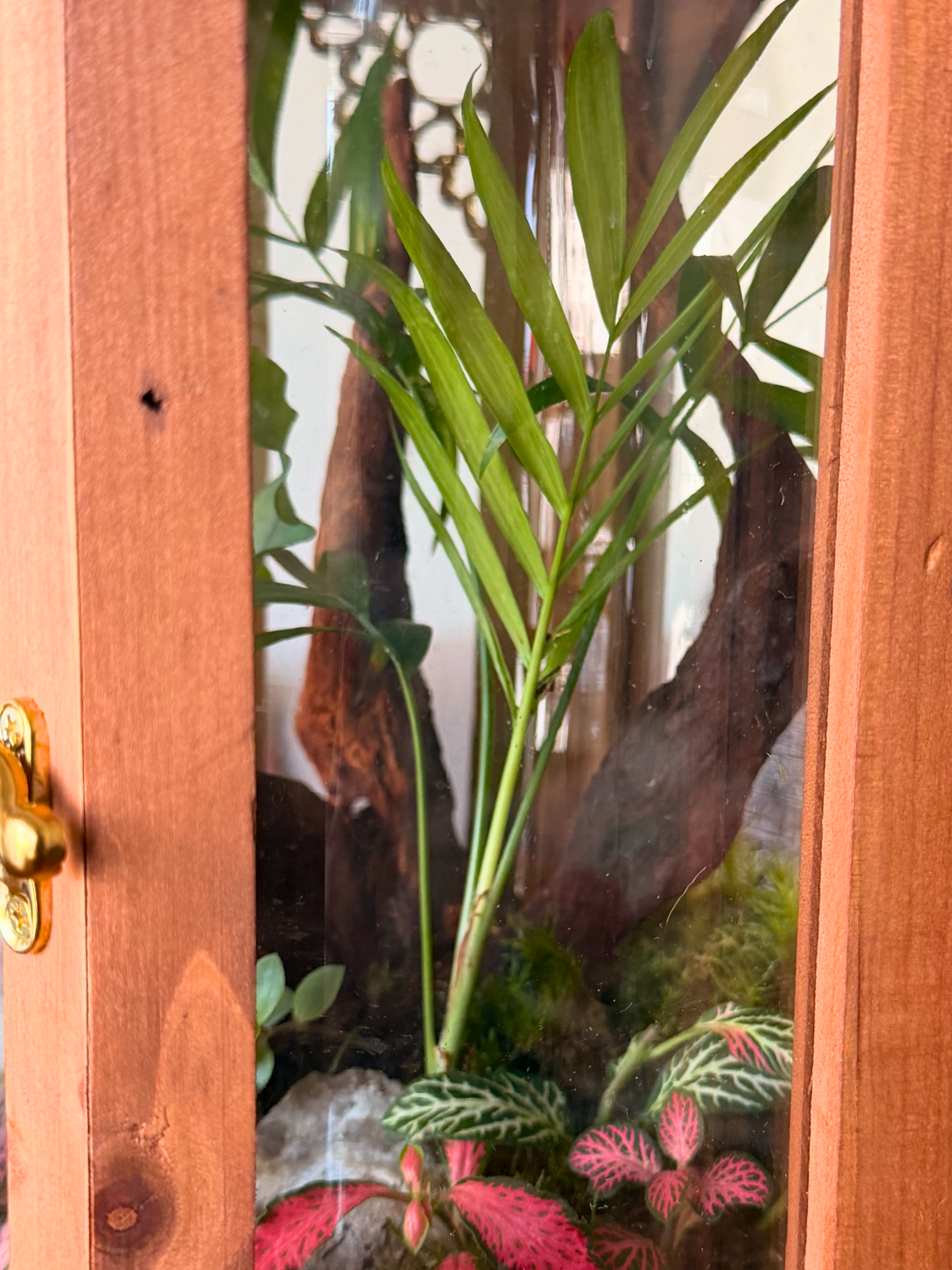 Premium living Ramadan lantern gift in Dubai with Pilea glaucophylla, red and green fittonia, cushion moss
